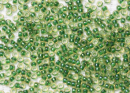 Бисер Япония MIYUKI Seed Beads 15/0 5г 0331 светло-топаз радужный изумрудная линия внутри
